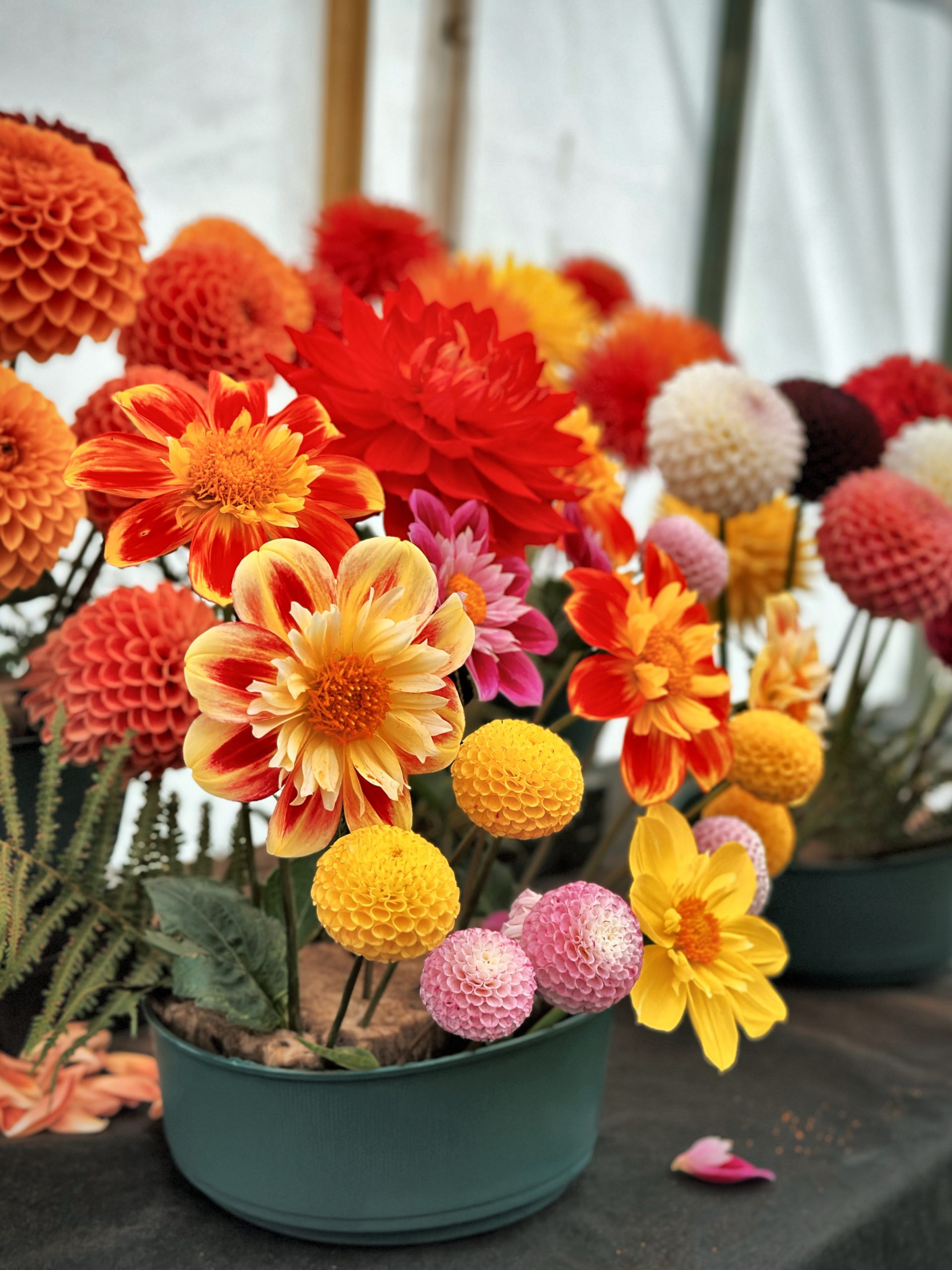 Display of orange, yellow and pink flowers