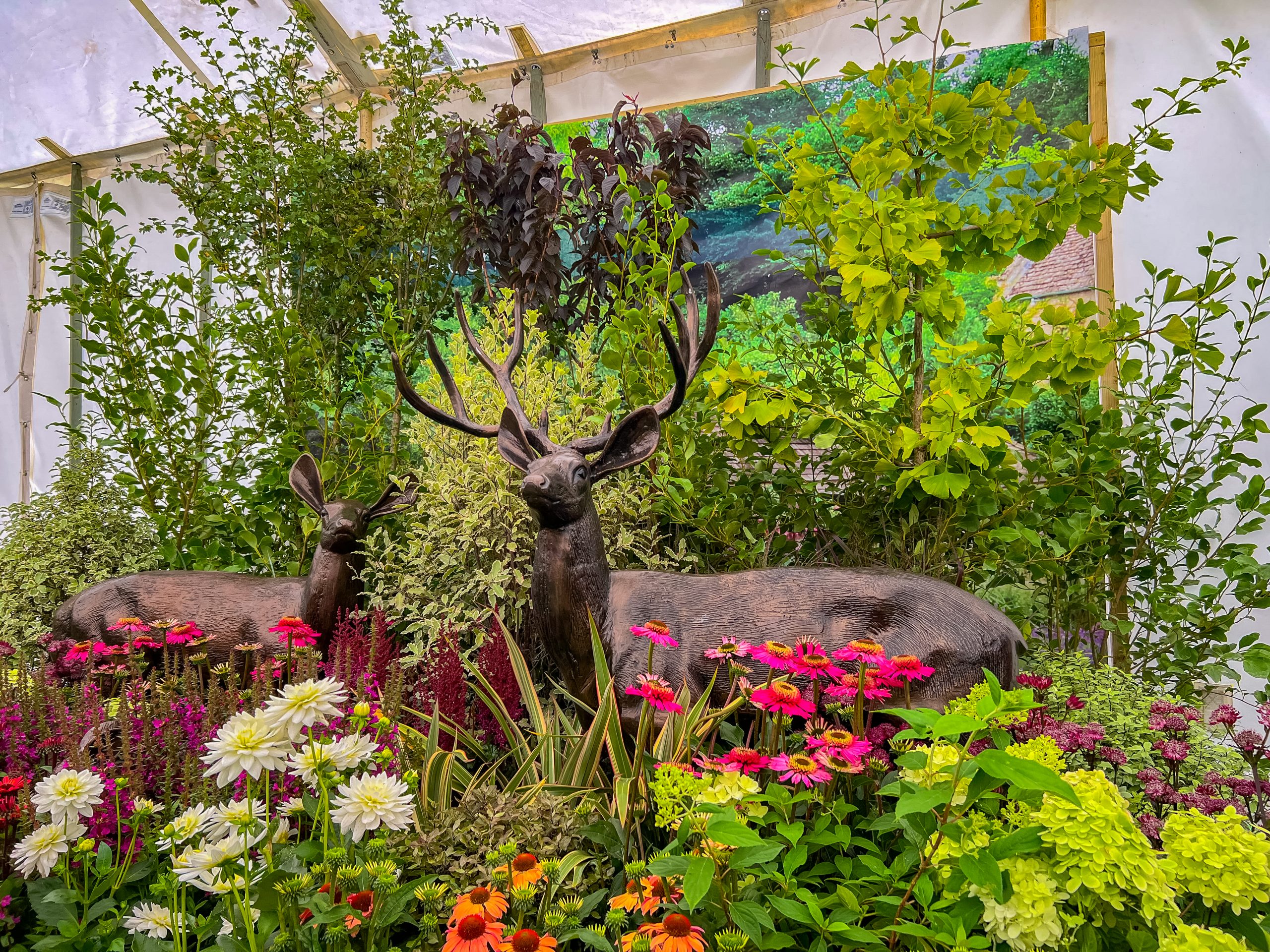 Display in the Floral Marquee. One stag and one deer statue amongst green & deep red tall shrubs and surrounded at the front by orange, pink, red and white flowers as well as small green shrubs.