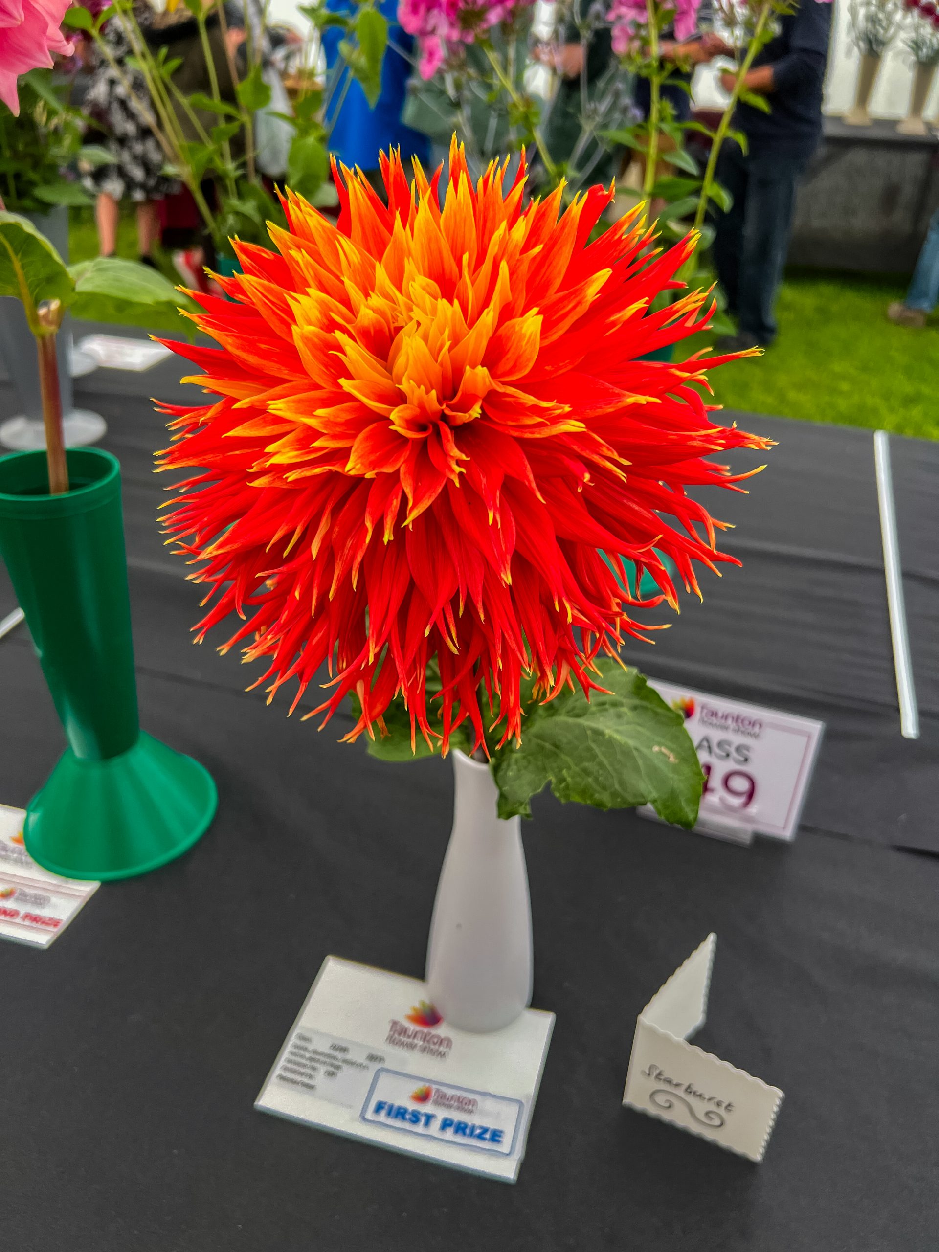 An red/orange dahlia with a first prize card in the Competition Marquee